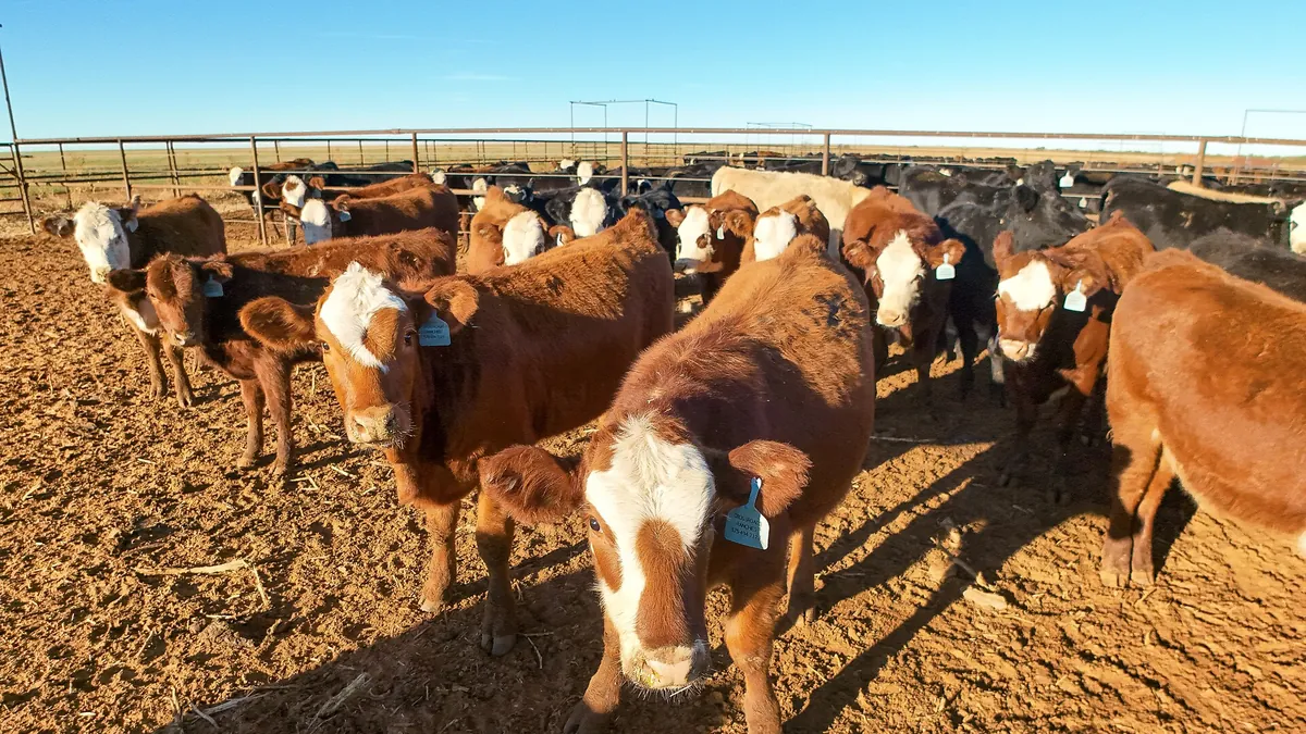 Symbolbild: Mastrinder in einem Feedlot in New Mexico