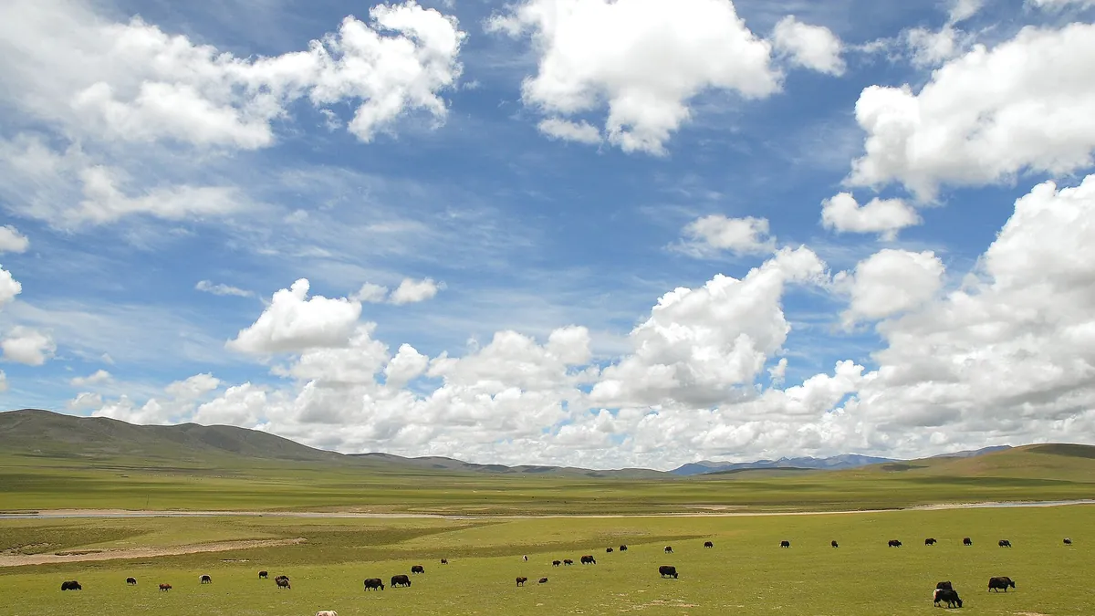 Archivbild: Grasland mit weidenden Yaks in der Region Nagqu, Tibet